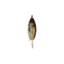 Golden Pilchard Weedless Willow Spoon