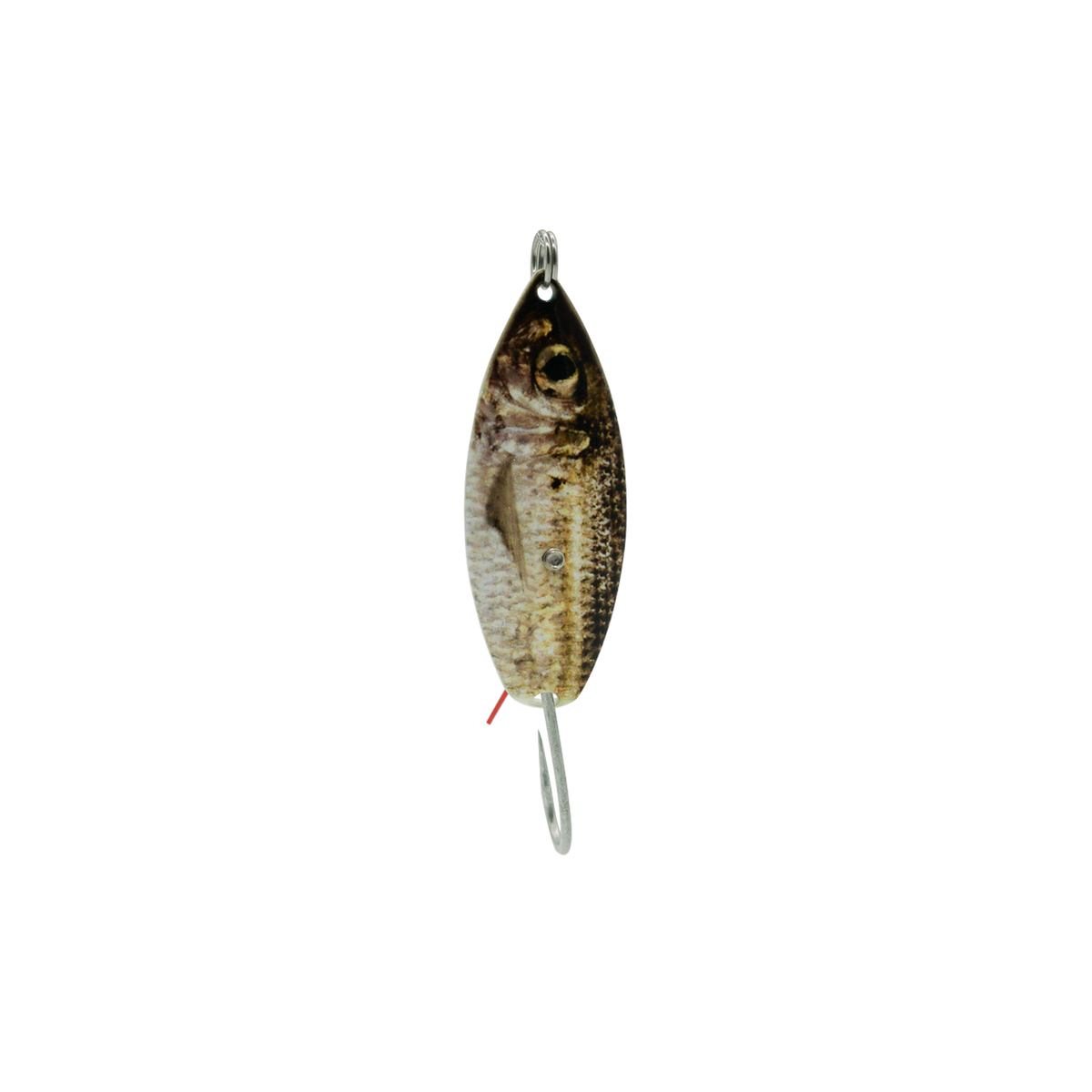 Golden Pilchard Weedless Willow Spoon – Aqua Dream Living